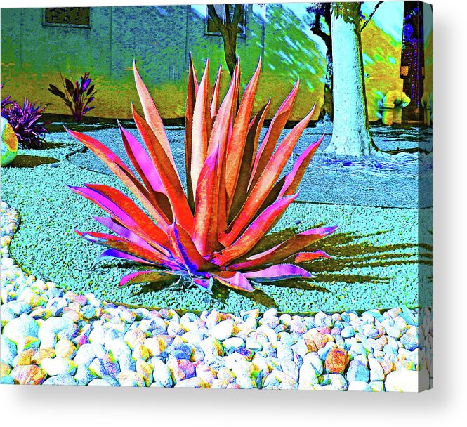 Agave Acrylic Print featuring the photograph Artistic Agave Plant by Andrew Lawrence