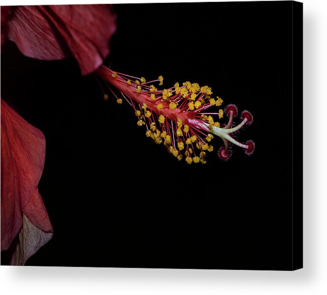 Hibiscus Acrylic Print featuring the photograph At Dusk by M Kathleen Warren