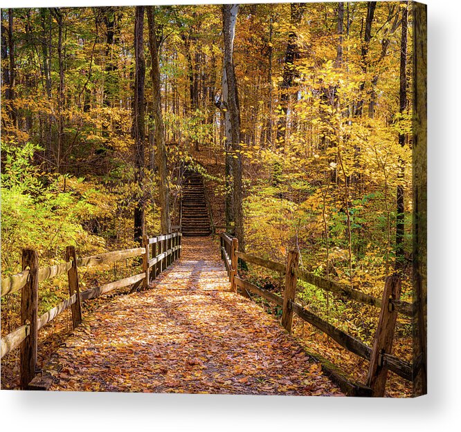 Foliage Acrylic Print featuring the photograph Autumn Forest by Arthur Oleary