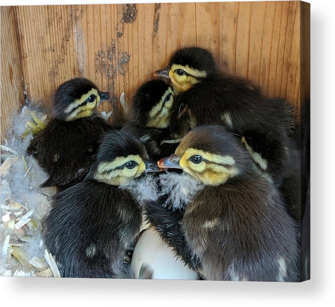 Wood Ducks Acrylic Print featuring the photograph Baby Wood Ducks Ready to Leave by Jerry Griffin