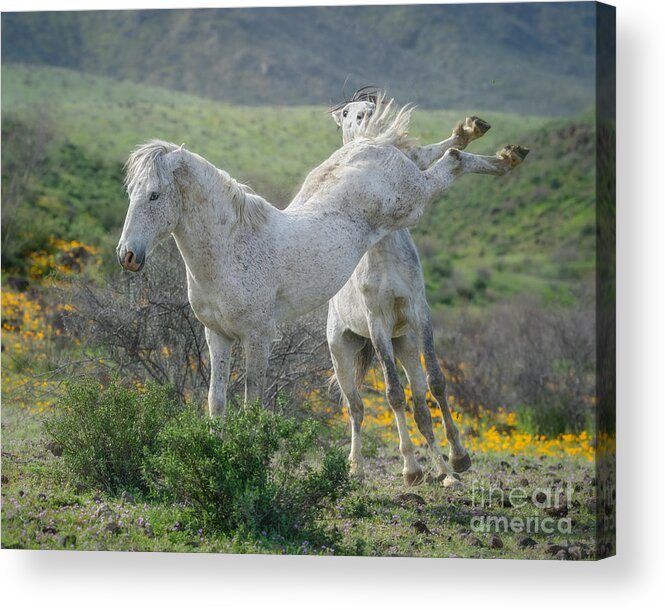 Stallions Acrylic Print featuring the photograph Bachelor Spar in the Hills by Lisa Manifold