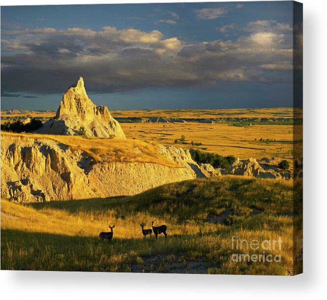 00175613 Acrylic Print featuring the photograph Badlands Mule Deer by Tim Fitzharris