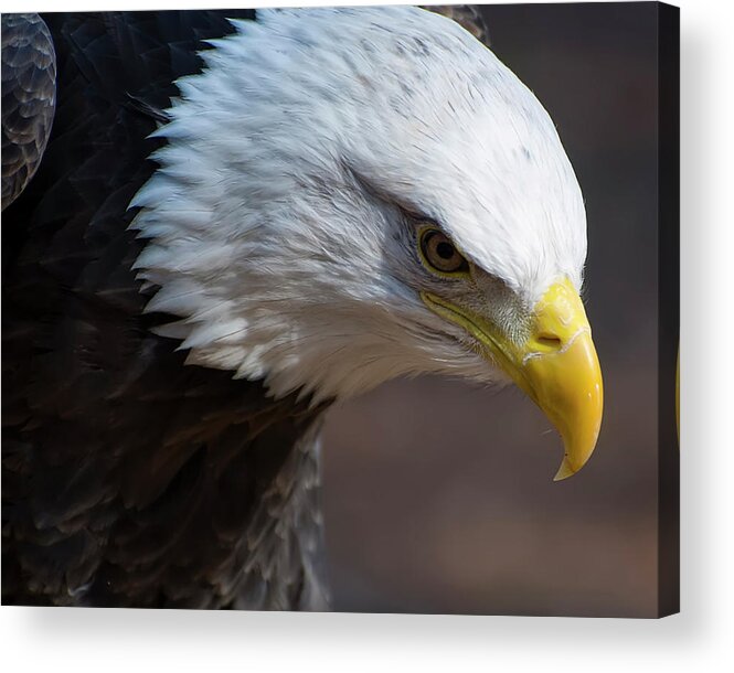 Bald Eagle Acrylic Print featuring the photograph Bald Eagle Landing by Flees Photos