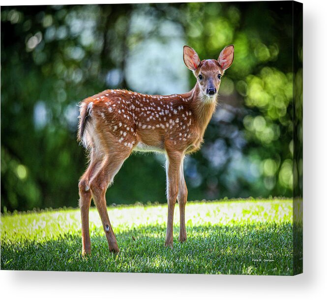 Deer Acrylic Print featuring the photograph Bambi by Dale R Carlson