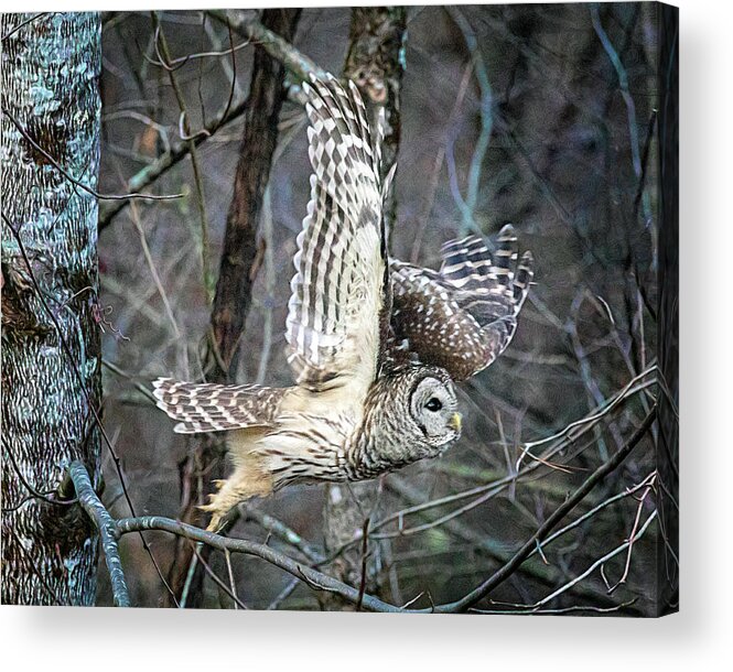 Barred Owl Acrylic Print featuring the photograph Barred Owl in Flight by Jaki Miller