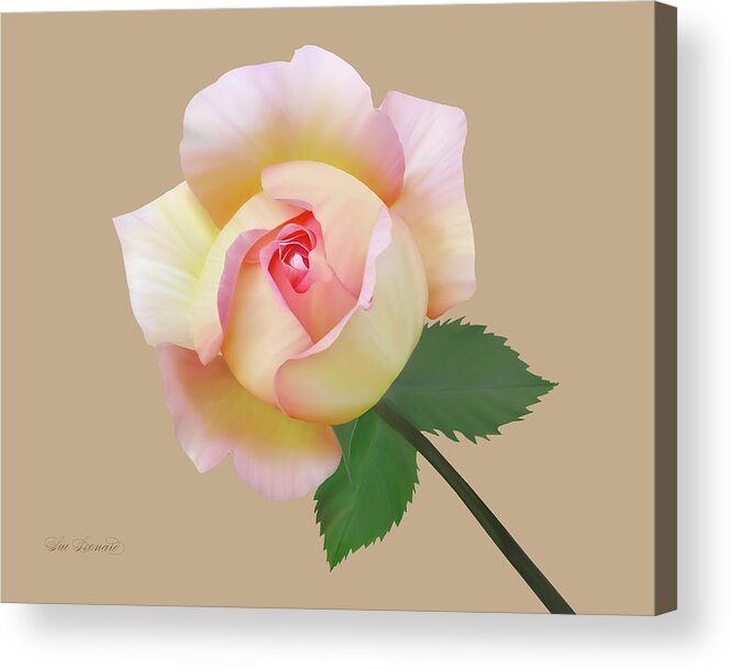 Abstract Acrylic Print featuring the photograph Beautiful Painted Rose by Sue Leonard