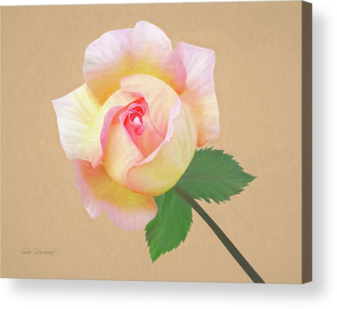 Abstract Acrylic Print featuring the photograph Beautiful Rose V2 by Sue Leonard