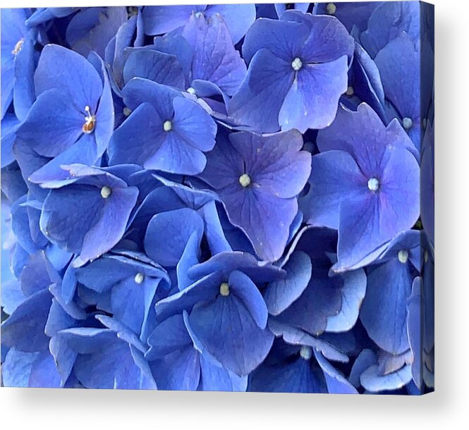 Flower Acrylic Print featuring the photograph Beauty in Blue by Lee Darnell