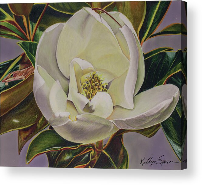 Magnolia Acrylic Print featuring the drawing Behind the Magnolia by Kelly Speros