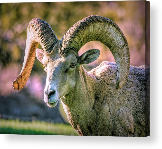2020 Acrylic Print featuring the photograph Bighorn Sheep 2 by James Sage
