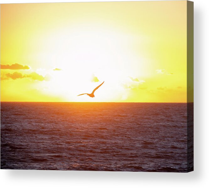  Acrylic Print featuring the photograph Bird in Flight at Sunset by Matthew DeGrushe