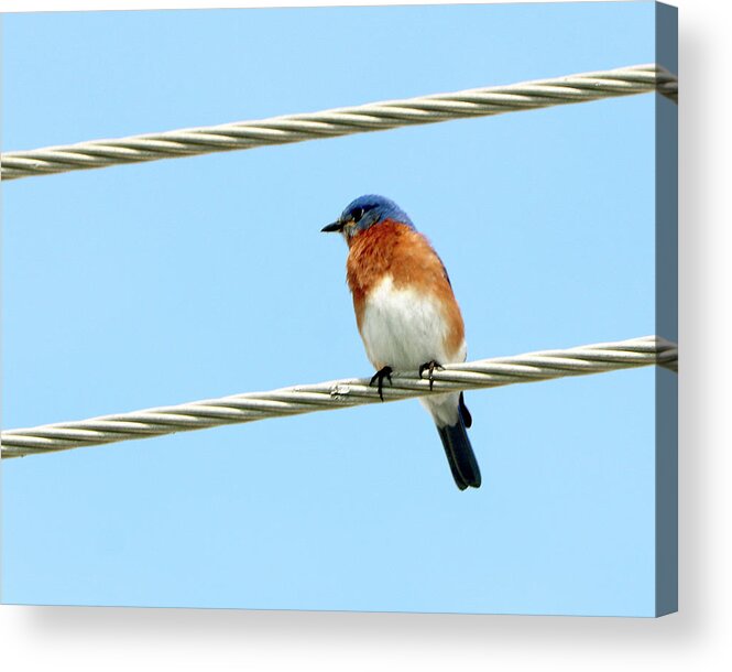  Acrylic Print featuring the photograph Birds 24 by Eric Pengelly