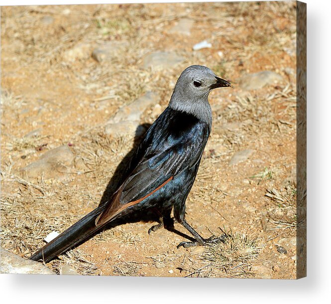  Acrylic Print featuring the photograph Birds 56 by Eric Pengelly