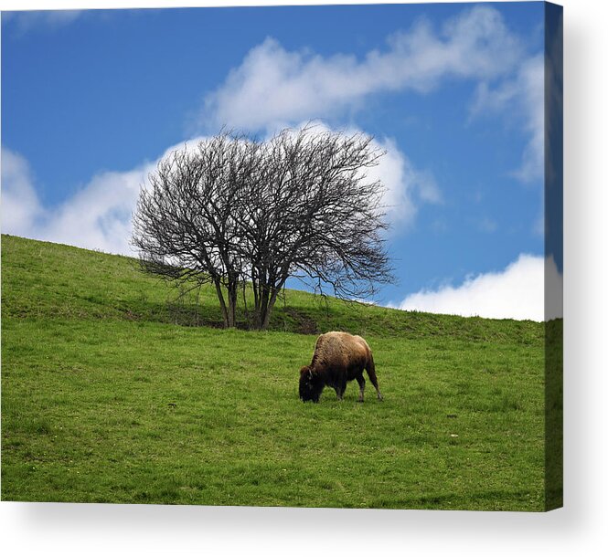 Bison Acrylic Print featuring the photograph Bison Tree by Steven Nelson