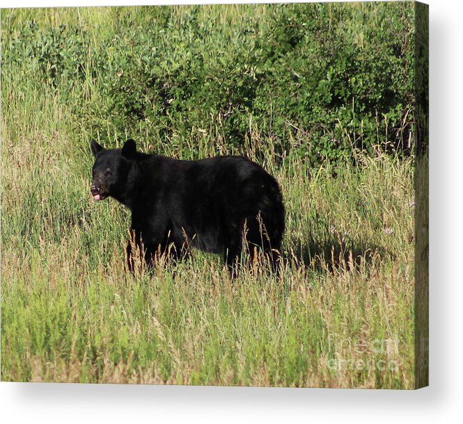 Black Bear Acrylic Print featuring the photograph Black Bear in Field by Shirley Dutchkowski