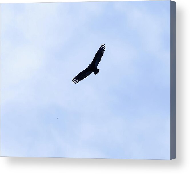 Black Vulture Acrylic Print featuring the photograph Black Vulture In Flight 01 by Flees Photos