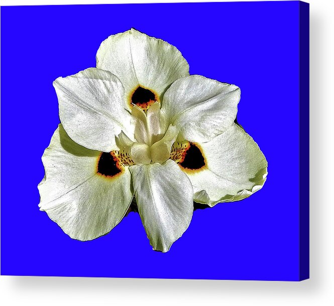 Flower Acrylic Print featuring the photograph Blue Back Flower by Andrew Lawrence