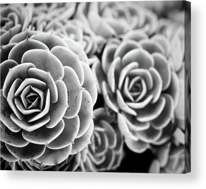 Sedum Acrylic Print featuring the photograph Blue Garden Black and white version by Lupen Grainne