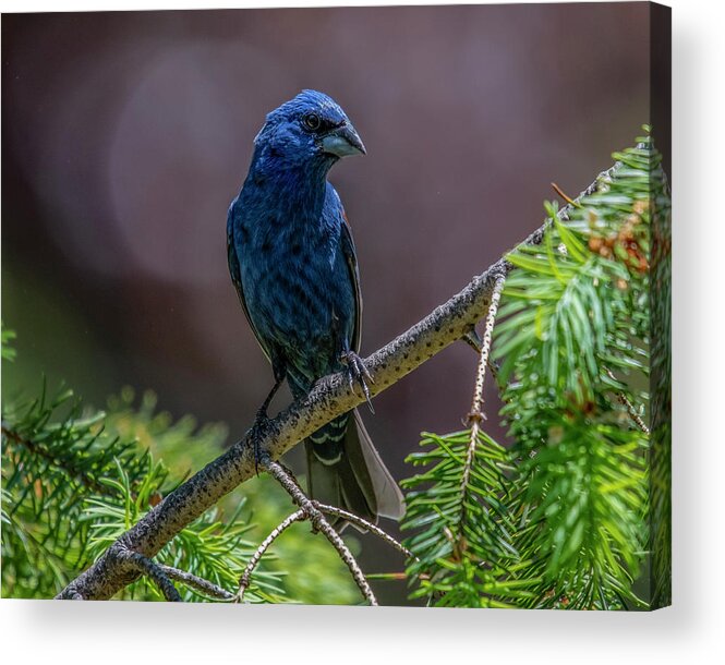 Bird Acrylic Print featuring the photograph Blue Grosbeak by Cathy Kovarik