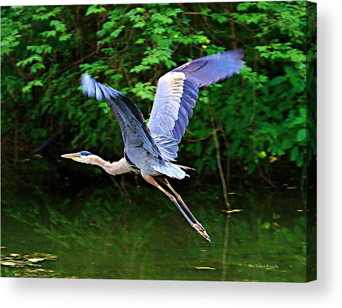 Blue Heron Acrylic Print featuring the photograph Blue Heron in Flight by Mary Walchuck