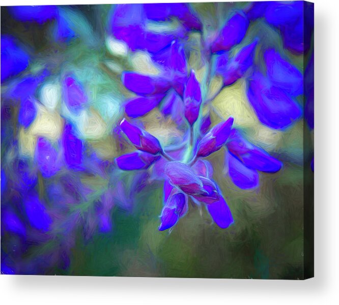 Wisteria Acrylic Print featuring the photograph Wisteria Buds Dressed in Bold Colors by Lindsay Thomson