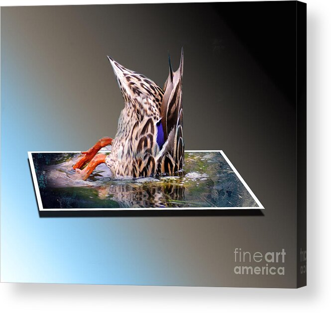 Duck Acrylic Print featuring the mixed media Bottoms Up OOF by Kathy Kelly