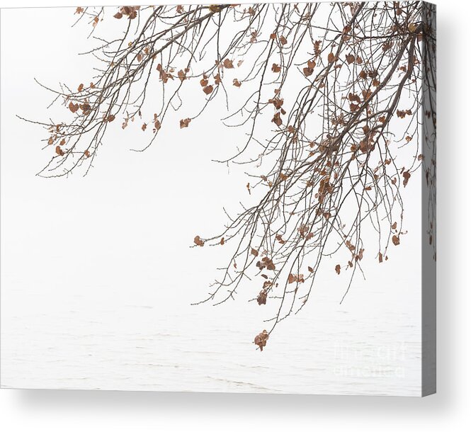 Bosque Del Apache Acrylic Print featuring the photograph Branches by Maresa Pryor-Luzier