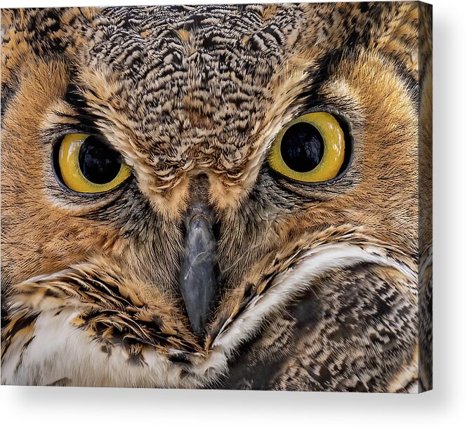 Owl Acrylic Print featuring the photograph Bright Eyes by James Overesch