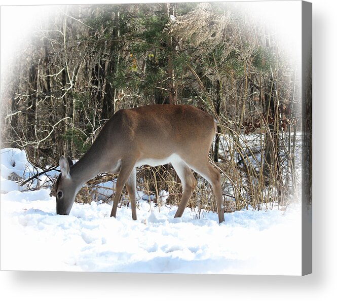 Deer Snow Landscape Wma Acrylic Print featuring the photograph Buck Shoals Dec2017 by Jerry Battle