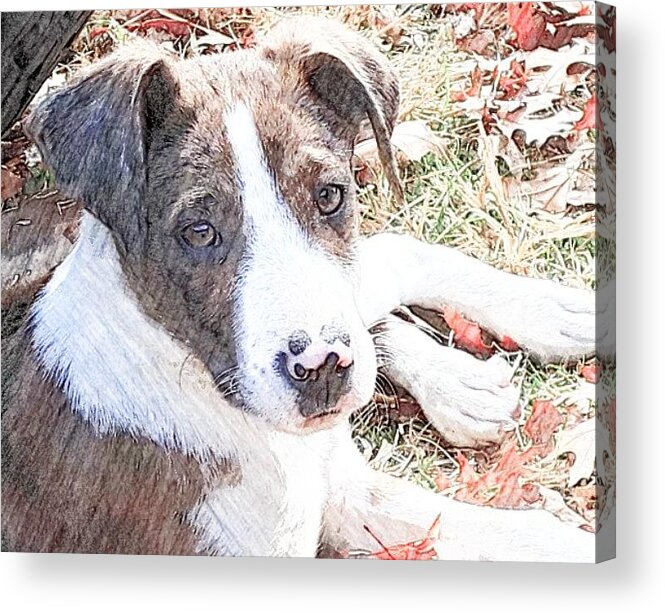 Buddy Acrylic Print featuring the photograph Buddy by Cindy New
