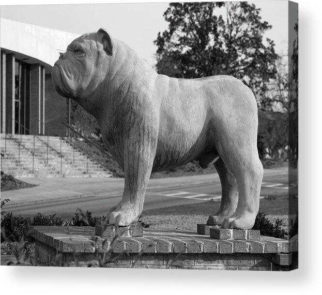 Bulldog Photo Acrylic Print featuring the photograph Bulldog at South Carolina State University Orangeburg 2 bw by Bob Pardue