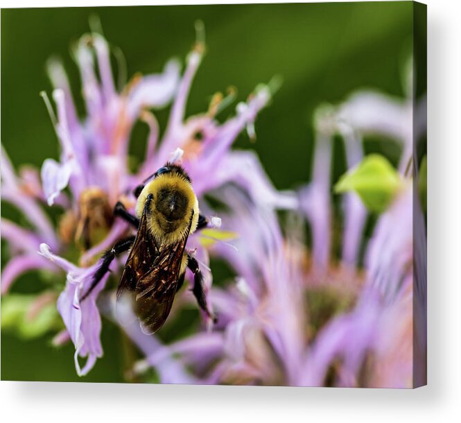 Animals Acrylic Print featuring the photograph Bumble Bee on Flowers by Amelia Pearn