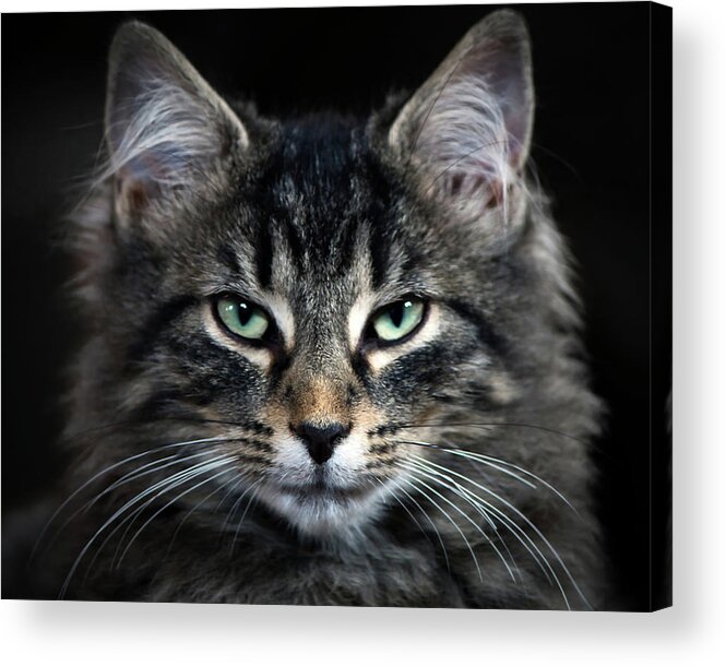 Cat Acrylic Print featuring the photograph Butch's Portrait by American Landscapes