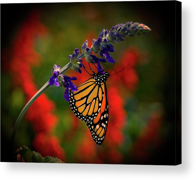 Butterfly Acrylic Print featuring the photograph Butterfly on Purple Flower by Carolyn Hutchins