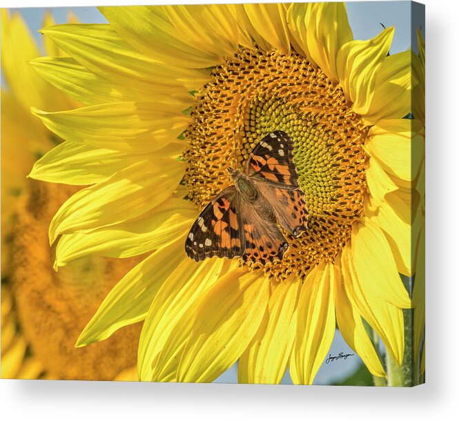 Painted Lady Butterfly Acrylic Print featuring the photograph Butterfly Visit by Jurgen Lorenzen