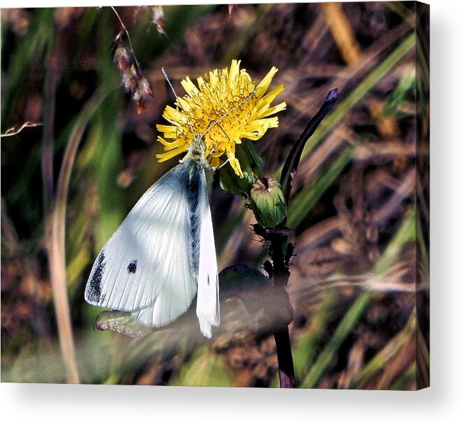 Butterfly Acrylic Print featuring the photograph Butterfly Visiting by Andrew Lawrence