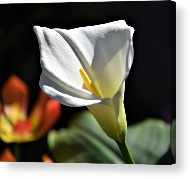 Calla Lily Acrylic Print featuring the photograph Calla Lily by Terry M Olson