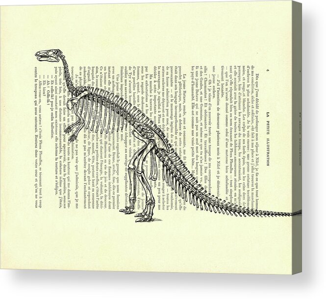 Dino Acrylic Print featuring the mixed media Camptosaurus Skeleton by Madame Memento