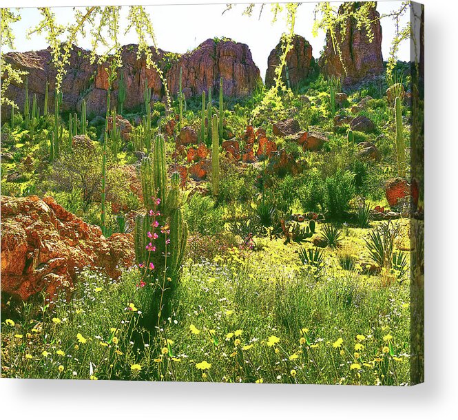 Cactus Acrylic Print featuring the photograph CAN YOU FIND THE HUMMINGBIRD?, HORIZONTAL, Arizona by Don Schimmel