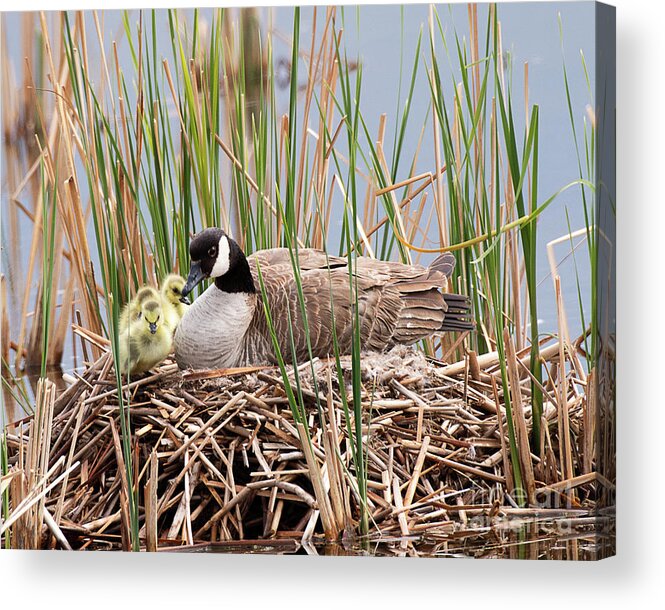 Goose Acrylic Print featuring the photograph Canada Goose with Chicks by Dennis Hammer