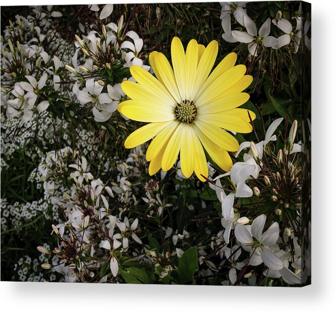 Flower Acrylic Print featuring the photograph Cape Marguerite by Anamar Pictures