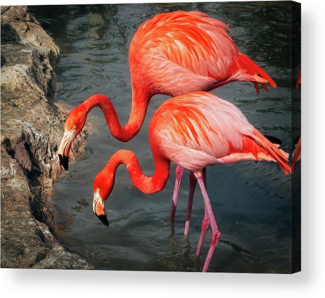 Photo Acrylic Print featuring the photograph Caribbean Flamingos by Matthew Adelman