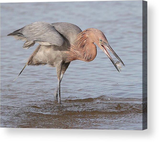Reddish Egret Acrylic Print featuring the photograph Catch is not Secured Yet by Mingming Jiang
