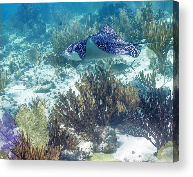 Grand Cayman Acrylic Print featuring the photograph Catch Me If You Can by Lynne Browne