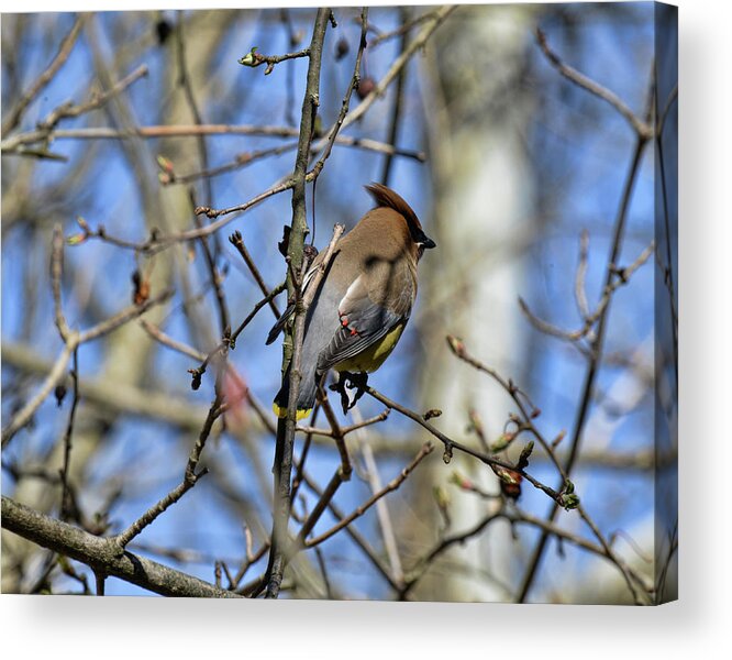  Acrylic Print featuring the photograph Cedar Waxwing 4 by David Armstrong