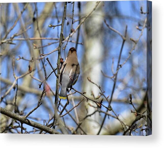  Acrylic Print featuring the photograph Cedar Waxwing 5 by David Armstrong