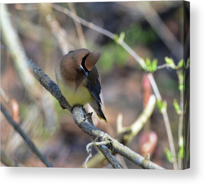 Acrylic Print featuring the photograph Cedar Waxwing 6 by David Armstrong
