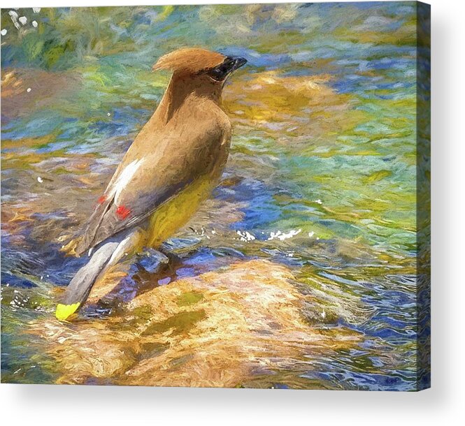 Portrait Acrylic Print featuring the mixed media Cedar Waxwing Oil Pastel by Susan Rydberg