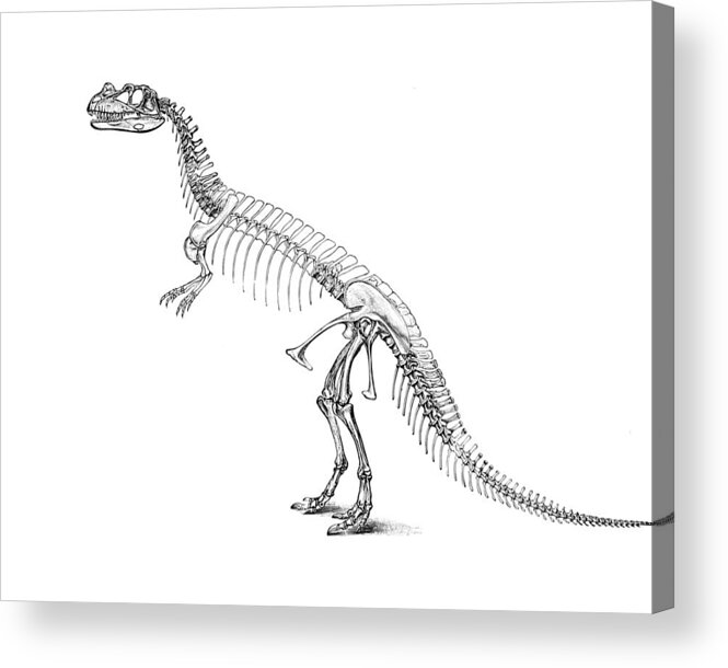 Dino Acrylic Print featuring the digital art Ceratosaurus Anatomy by Madame Memento