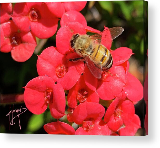 Close-up Acrylic Print featuring the photograph Close Up Of Bee On Red Flower by DC Langer